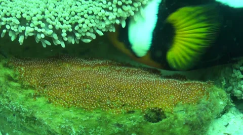 Saddleback clownfish protecting their eggs Stock Footage 33070487