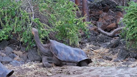 Saddleback Giant Tortoise With Long Neck... | Stock Video | Pond5