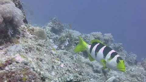 Saddleback grouper (Plectropomus laevis) faces camera up close then swims away Stock Footage 79828717