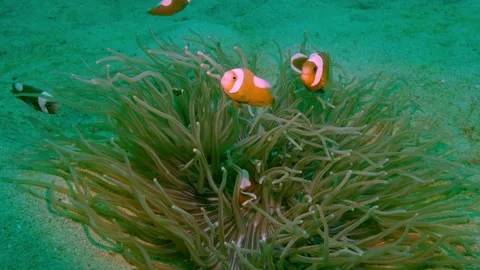 Saddleback nemo Stock Footage 201233633