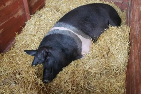 Saddleback Pig. Stock Photos