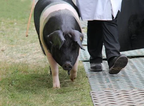 Saddleback Pig. Stock Photos