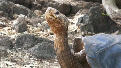 Saddleback shell Galapagos giant tortoise holding head up and looking around Video stock 343463443