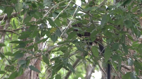 Saddleback Tamarin eating fruit in amazon rainforest tree Stock Footage 56164378