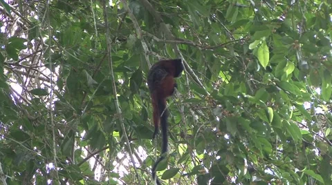 Saddleback Tamarin eating fruit in amazon rainforest tree Stock Footage 56164391