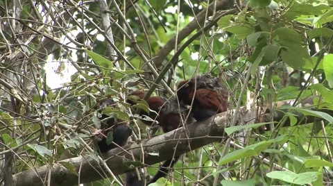 Saddleback Tamarin group sit in Amazon rainforest tree grooming Stock Footage 56164517
