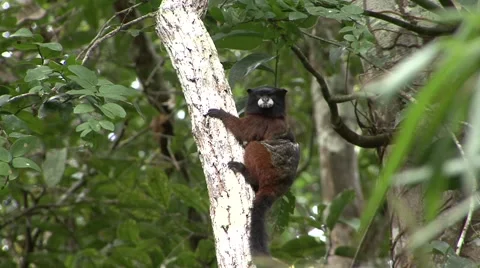 Saddleback Tamarin hold on to stem looking around in Amazon rainforest Stock Footage 56164403