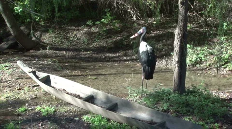 Saddlebill Stork Stock Footage 907535