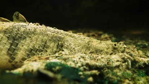 Saddled bichir (Polypterus endlicheri) and Senegal bichir (Polypterus senegalus) Stock Footage 181664253