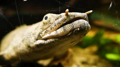 Saddled bichir (Polypterus endlicheri) Video stock 176348047