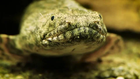 Saddled bichir (Polypterus endlicheri) Vidéo 181653727