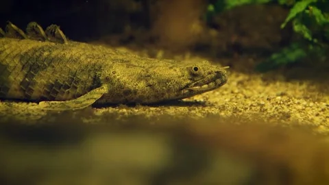Saddled bichir (Polypterus endlicheri) Stock Footage 245583773