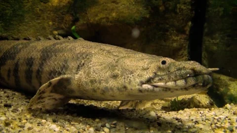 Saddled bichir (Polypterus endlicheri) Stock Footage 250299406