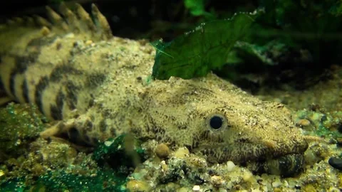 Saddled bichir (Polypterus endlicheri) Stock Footage 259110379
