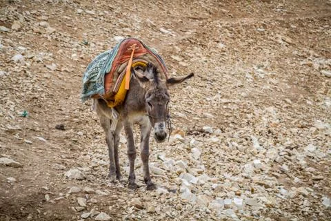 Saddled donkey stands in mountain area, Israel Stock Photos