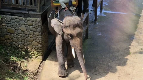 Saddled Elephant in Zoo Park, Bali Island, Indonesia Stock Footage 212009873
