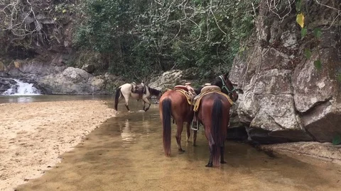 Saddled horses drinking from river, waterfall Video stock 72792231