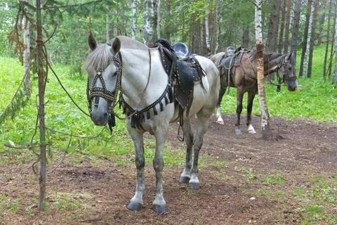 Saddled horses Stock Photos