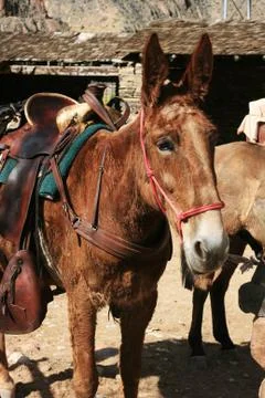Saddled mule Stock Photos