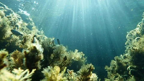Saddled seabream fish in reef landscape underwater view Stock Footage 85694475