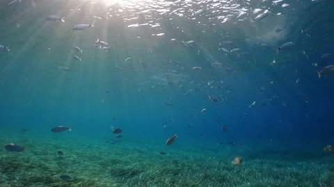 Saddled seabream (oblade) eating close to surface Stock Footage 231863367