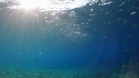 Saddled seabream (oblade) eating close to surface with sun rays 库存影片 231863816
