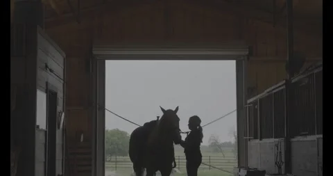 Saddling Horse Stock Footage 274147801