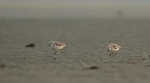 Saderling in beach Stock Photos