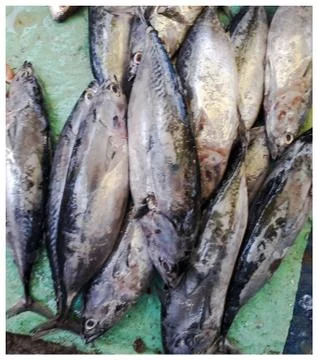 Sadin fish from Indian seafood Stock Photos