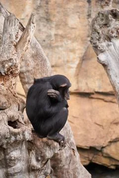 The sadness of a monkey on a tree Stock Photos
