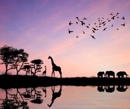 Safari in africa silhouette of wild animals reflection in water Stock Photos