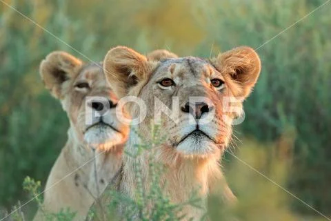 Safari animals - An alert lioness, Kalahari desert, South Africa Stock Photos