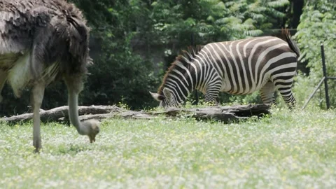 Safari Animals Stock Footage 170732451