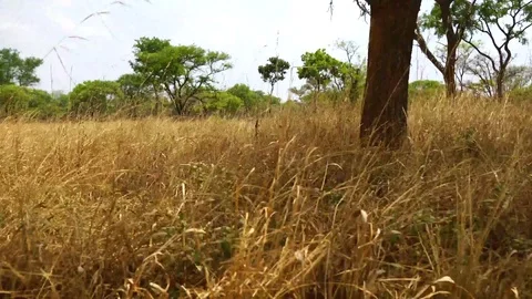 Safari drive without animals Video stock 84661108