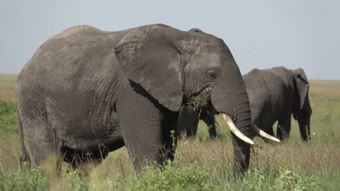 Safari elephant eating grass Stock Footage