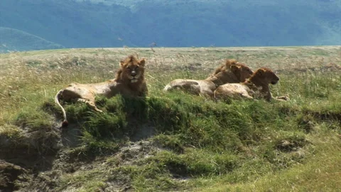 Safari Stock Footage 332785759