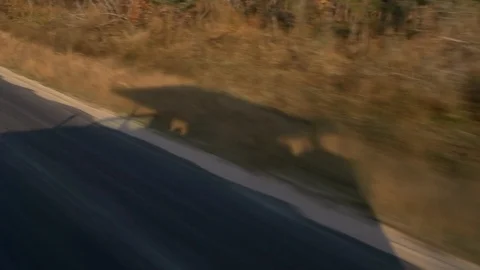 Safari jeep shadow Stock Footage 92764433