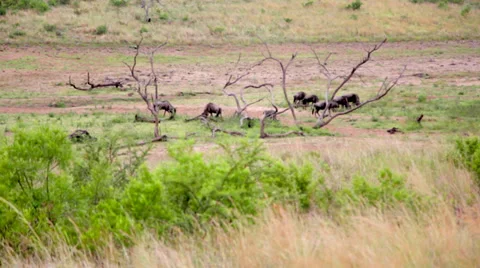 Safari Landscape Stock Footage 39886037