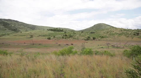 Safari Landscape Stock Footage 39886148