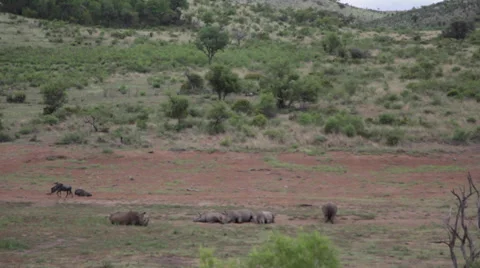Safari Landscape Stock Footage 39886286