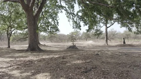 Safari monkeys Stock Footage 236296710