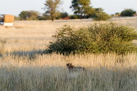 Safari, namibia Stock Photos