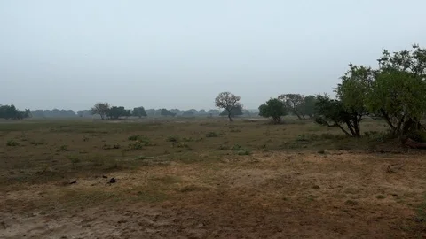 Safari park Video stock 97845142