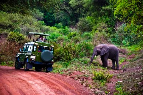 Safari Stock Photos