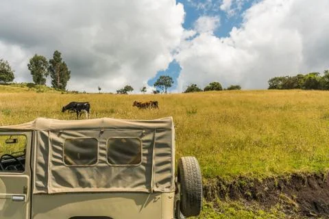 Safari Stock Photos