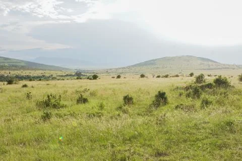 Safari Stock Photos