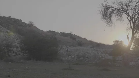Safari Sunrise (Walking Shot) Stock Footage
