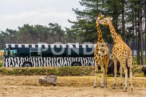 Safari tour bus driving through the animal zoo park of beekse bergen, giraffe Stock Photos