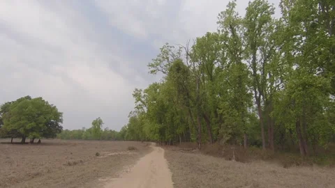 Safari track with trees on one side and open grasslands on other in Kanha Stock Footage 152703495