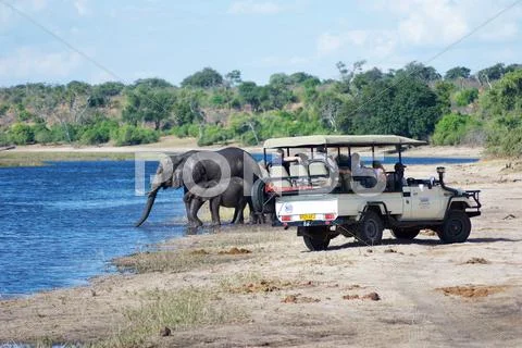 Safari Truck Looks at Elephants Stock Photos